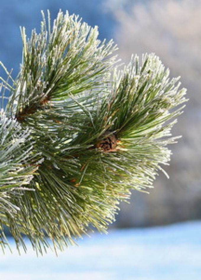 Арт-детектив: загадка зимнего вечера