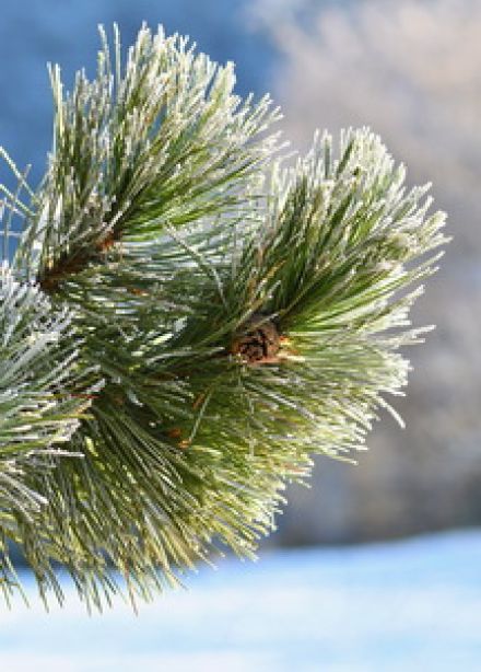 Арт-детектив: загадка зимнего вечера